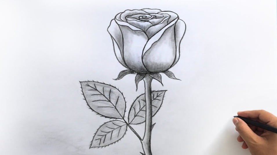 Draw roses